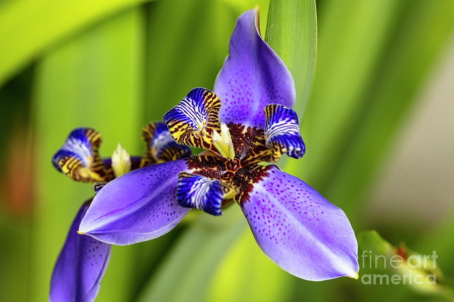 Blue Iris #2 Photograph by Raul Rodriguez
