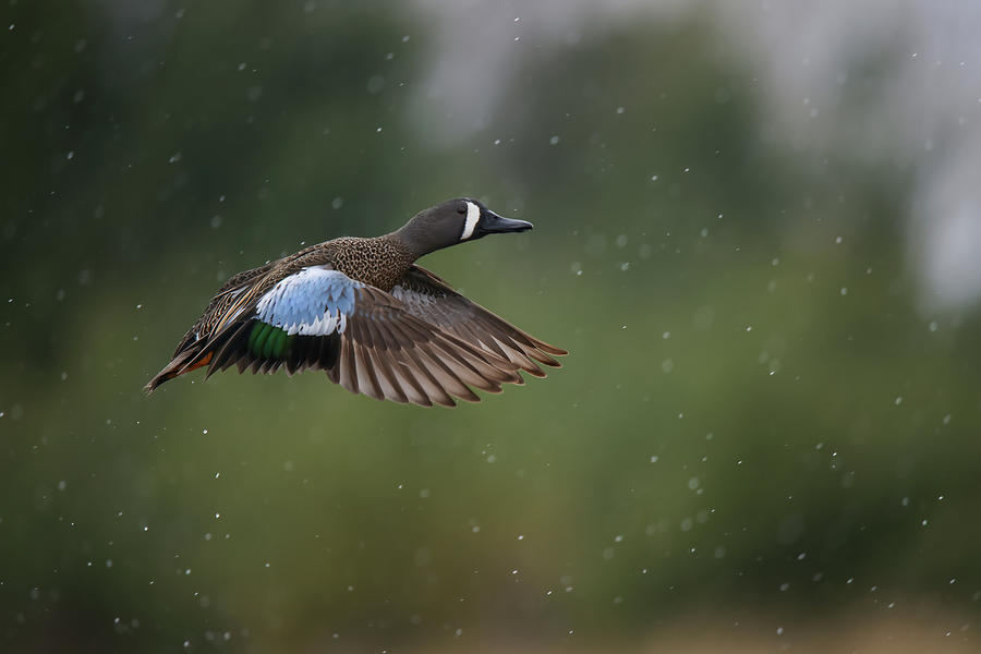 Blue Winged Teal #2 Photograph by Brook Burling