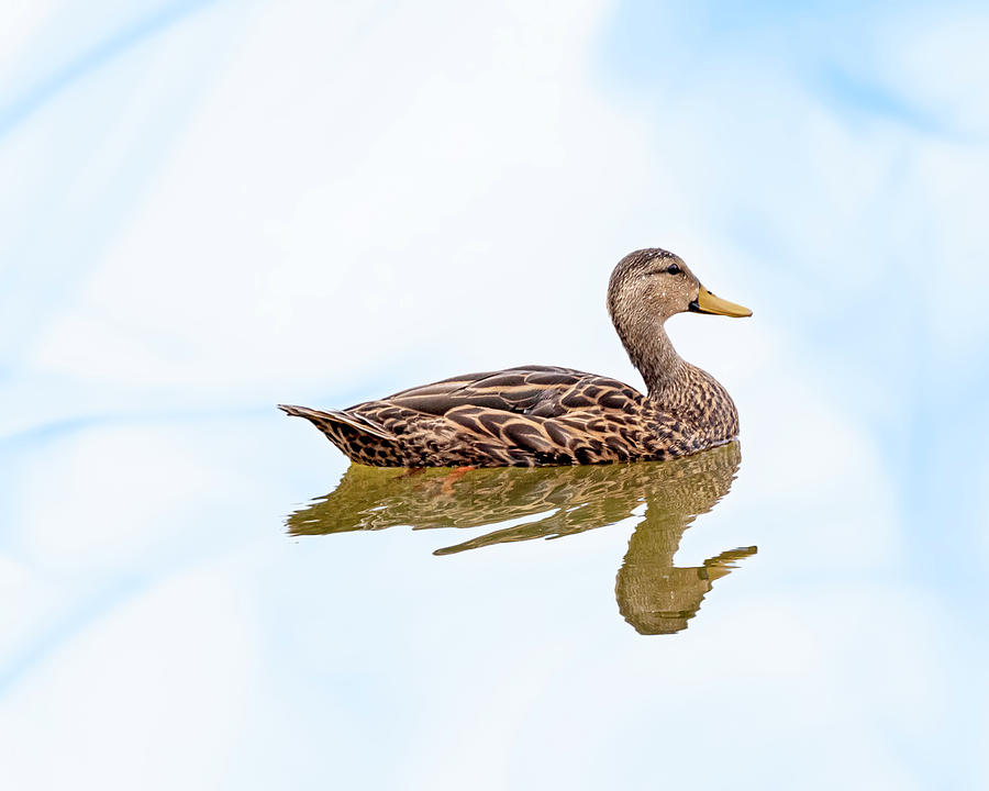 Blue-winged teal with reflection #3 Photograph by Perla Copernik