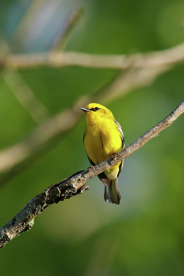 Blue Winged Warbler #2 Photograph by Brook Burling