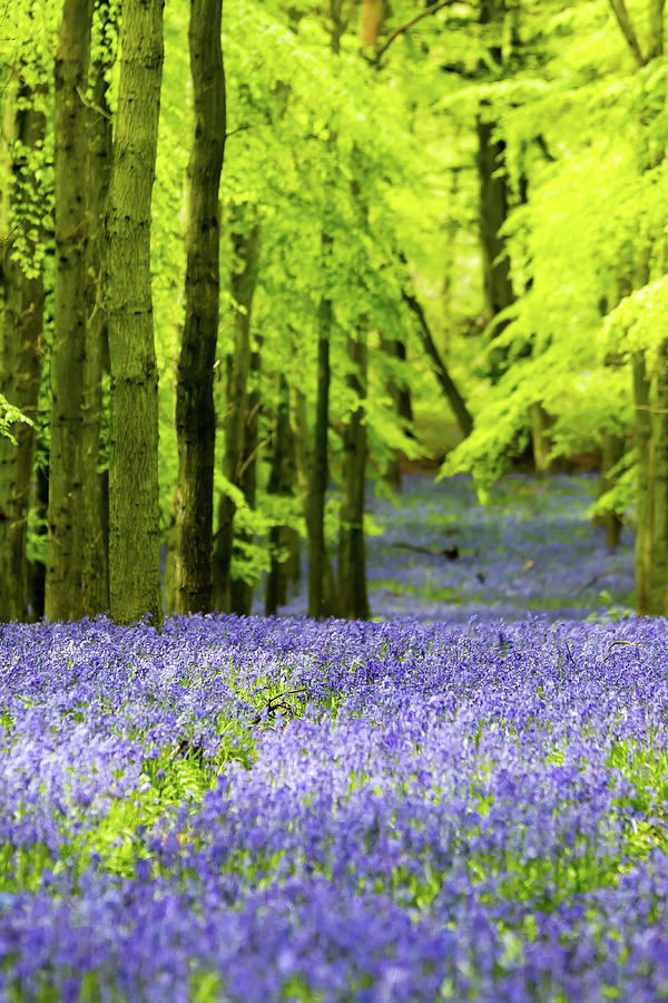 Bluebells Forever Photograph by Paul Ambridge - Fine Art America