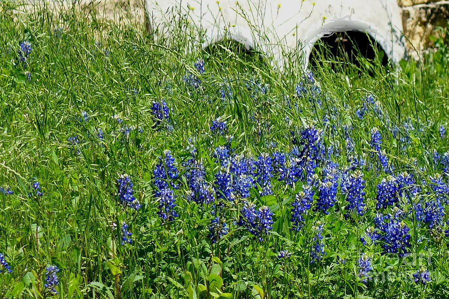 Bluebonnet Time in Texas #2 Photograph by Janette Boyd