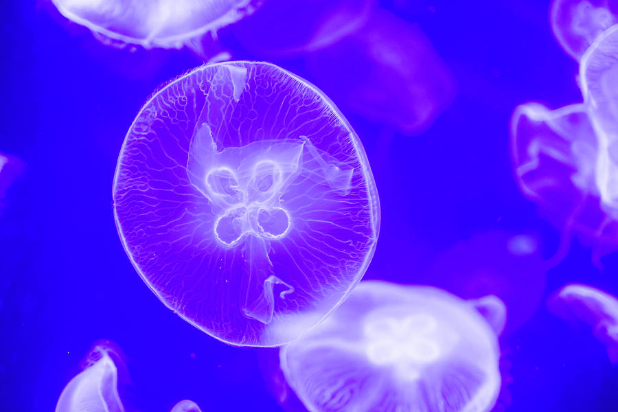 Blurry Colorful Jellyfishes floating on waters. Blue Moon jellyf ...