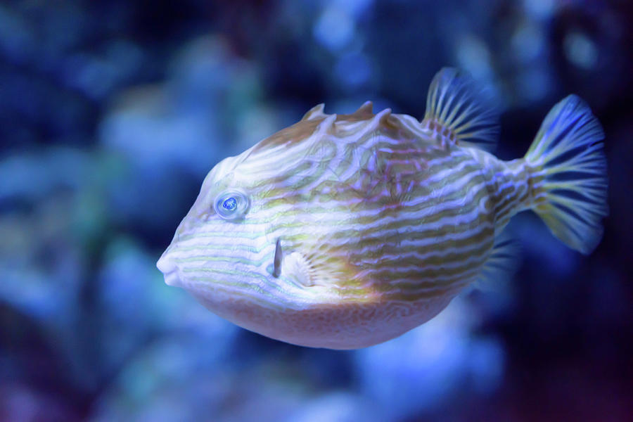 Blurry photo of a porcupine puffer fish freckled porcupinefish i #2 ...