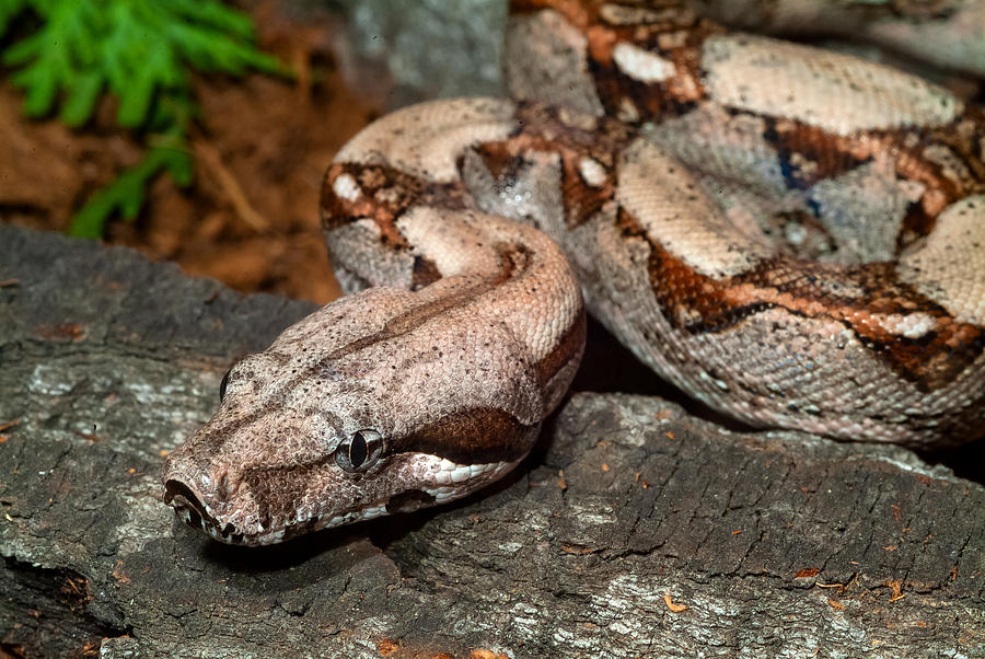 Boa constrictor – red-tailed boa snake #2 Photograph by Jasius