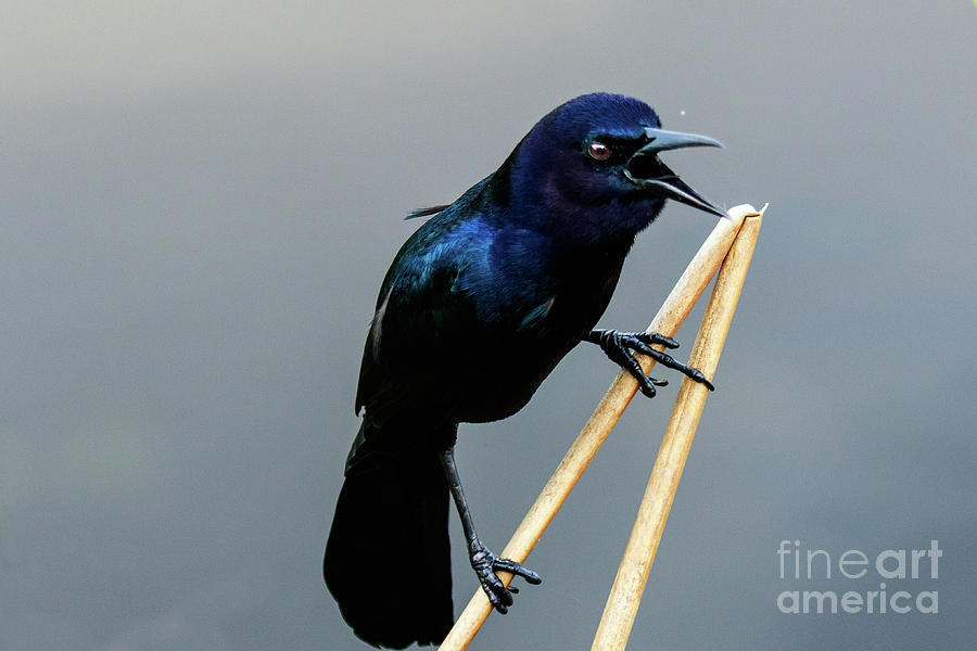 Boat Tailed Grackle #2 Photograph by Ben Graham