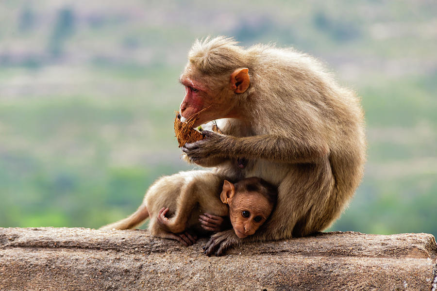 Bonnet macaques - mother and child #2 Photograph by SAURAVphoto Online Store