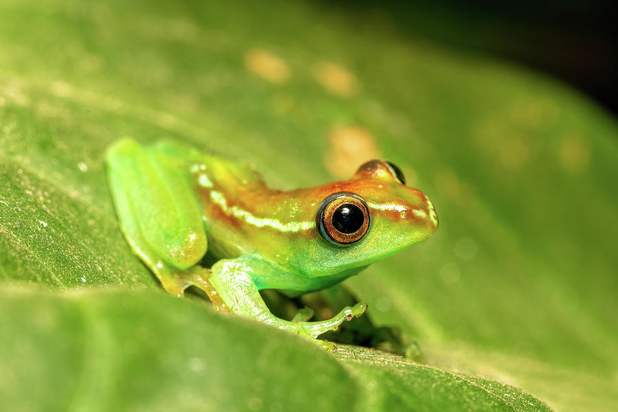 Boophis rappiodes, frog from Ranomafana National Park, Madagascar ...