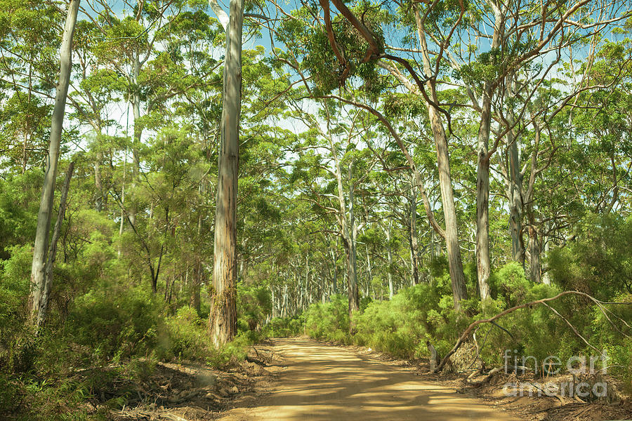 Boranup Forest, Nr. Margaret River, Western Australia Photograph by Elaine Teague