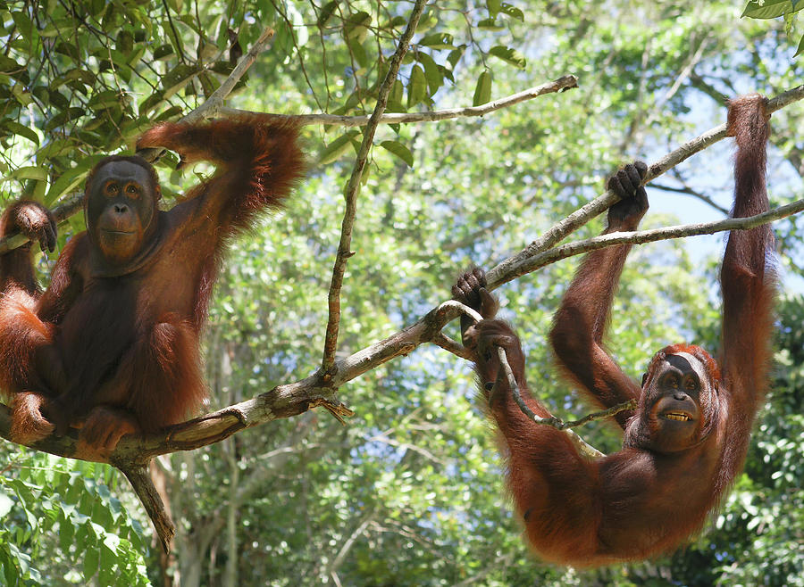 Borneo Orangutans In Sarawak Digital Art
