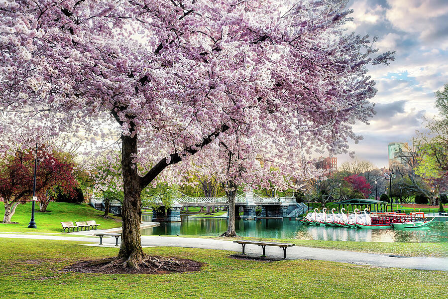 Boston Public Garden #2 Photograph by Larry Richardson - Pixels