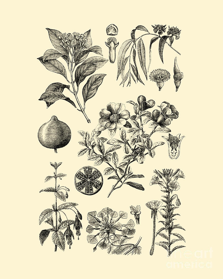 Fruit Digital Art - Botanical Chart #2 by Madame Memento