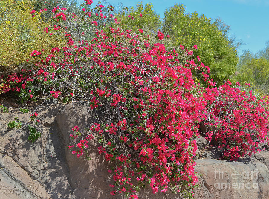 Ornamental Vines