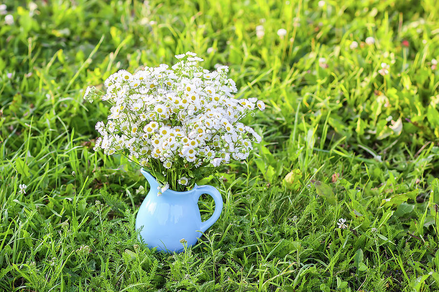 Daisy Photograph - Bouquet of small white daisy flowers in a blue ceramic vase #2 by Olga Strogonova