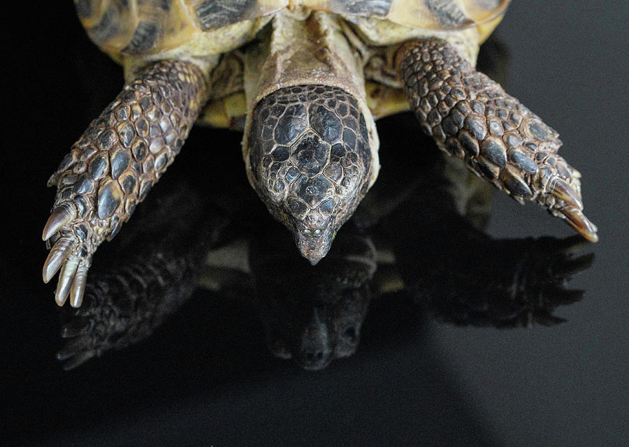 Box Turtle #2 Photograph by Deborah Bondar - Pixels