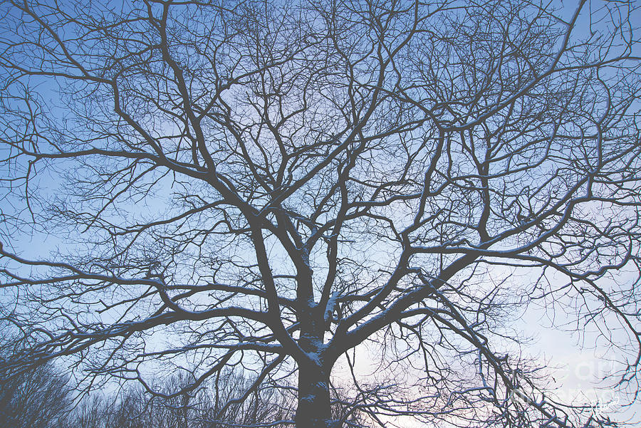 Branches Photograph