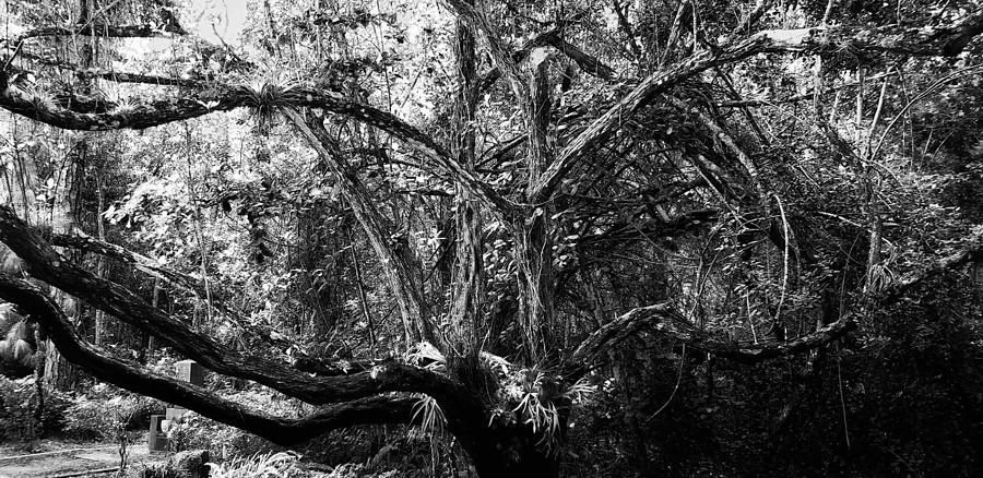 Branches Photograph by Gail Falcon - Fine Art America