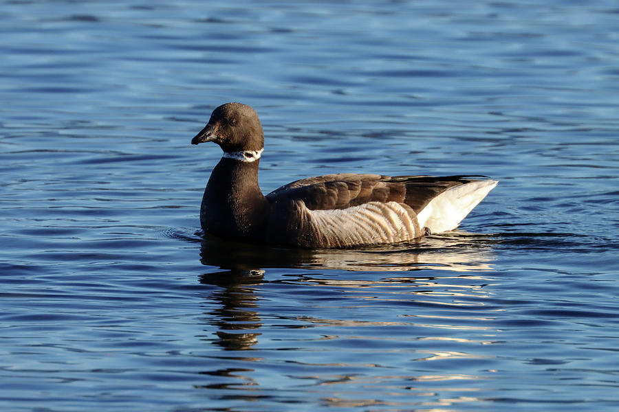 Brant Photograph by Joseph Siebert - Fine Art America