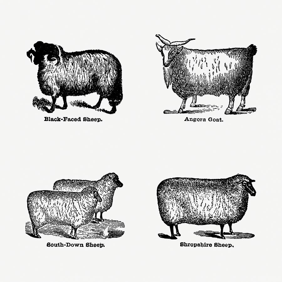 Breeds Of Sheep - Vintage Farm Illustration - The Open Door to ...