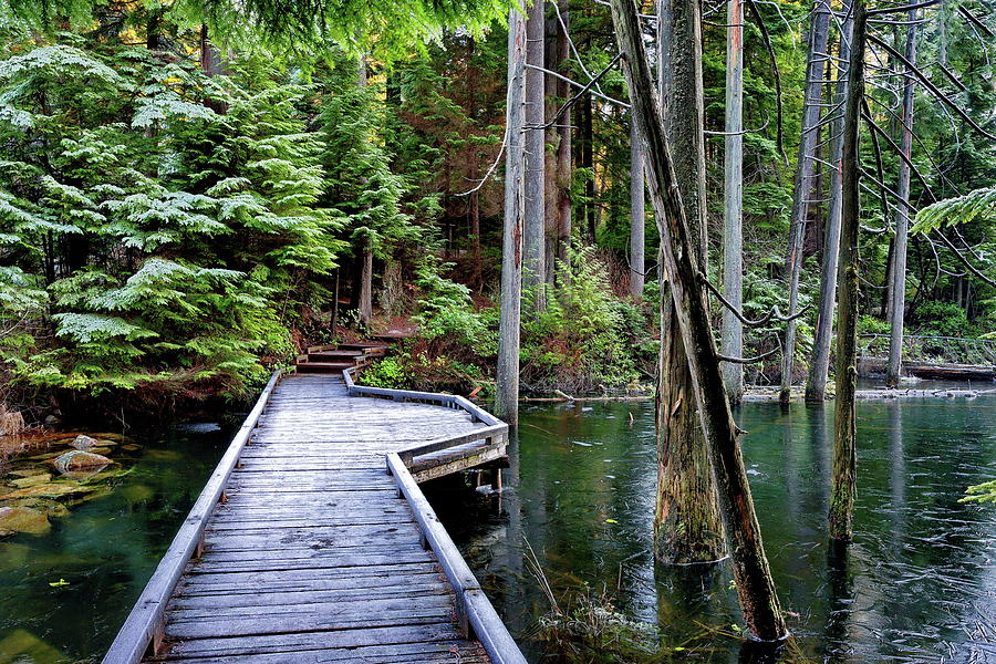Bridge over the forest stream #2 Photograph by Alex Lyubar