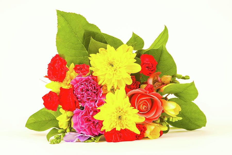 Bright Coloured Flowers Isolated On White Background Photograph
