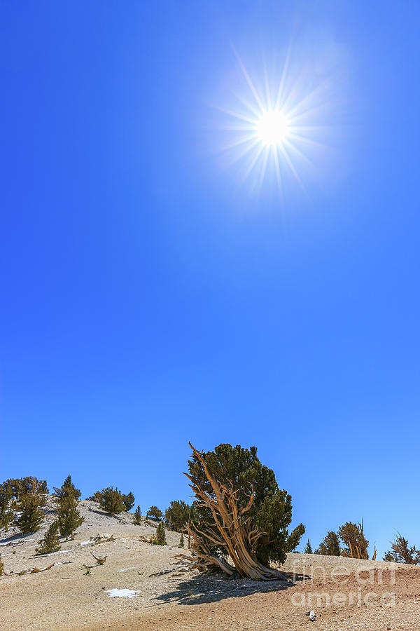 Bristlecone Pine Forest Photograph
