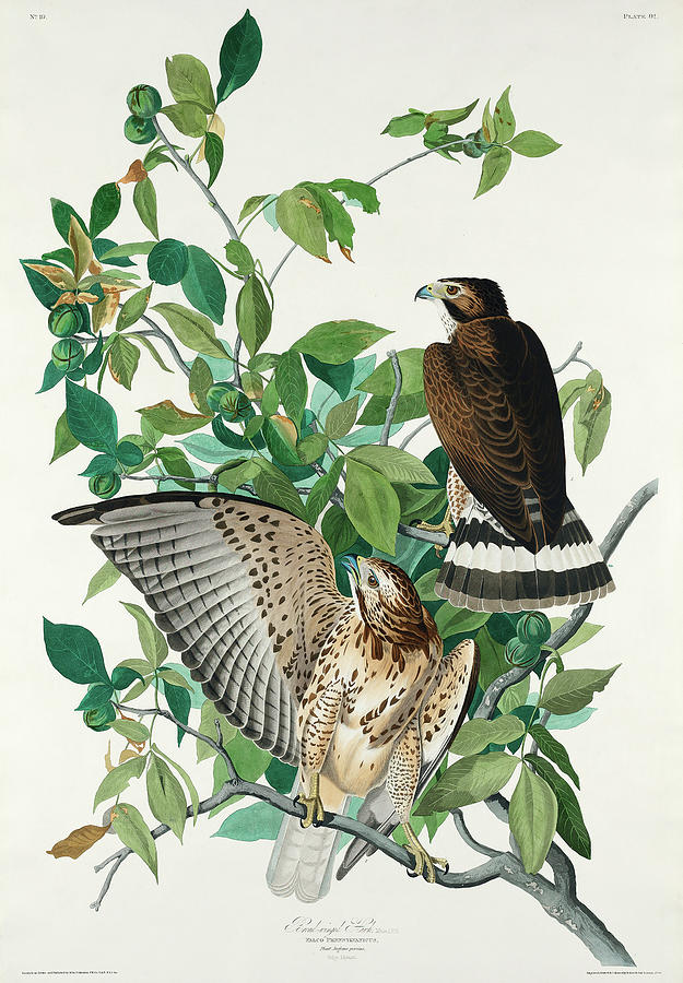 Audubon Birds Drawing - Broad-winged Hawk #2 by John James Audubon