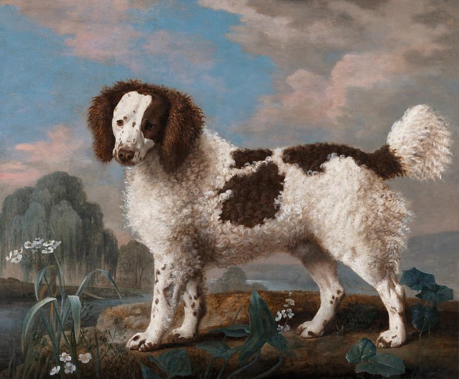 Flower Painting - Brown and White Norfolk or Water Spaniel #2 by George Stubbs
