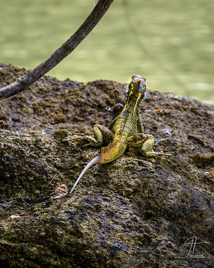 Reptile Photograph - Brown Basilisk Lizard by Jim Thompson