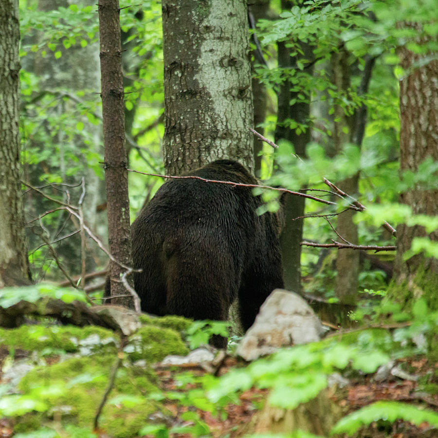 Brown Bear in Slovenia #2 Photograph by Ian Middleton
