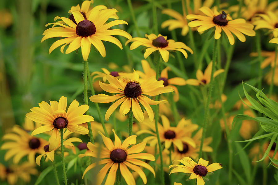 Brown Eyed Susan Photograph by David Kipp - Fine Art America