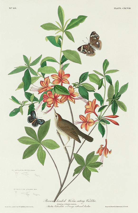 Audubon Birds Drawing - Brown headed Worm eating Warbler #2 by John James Audubon