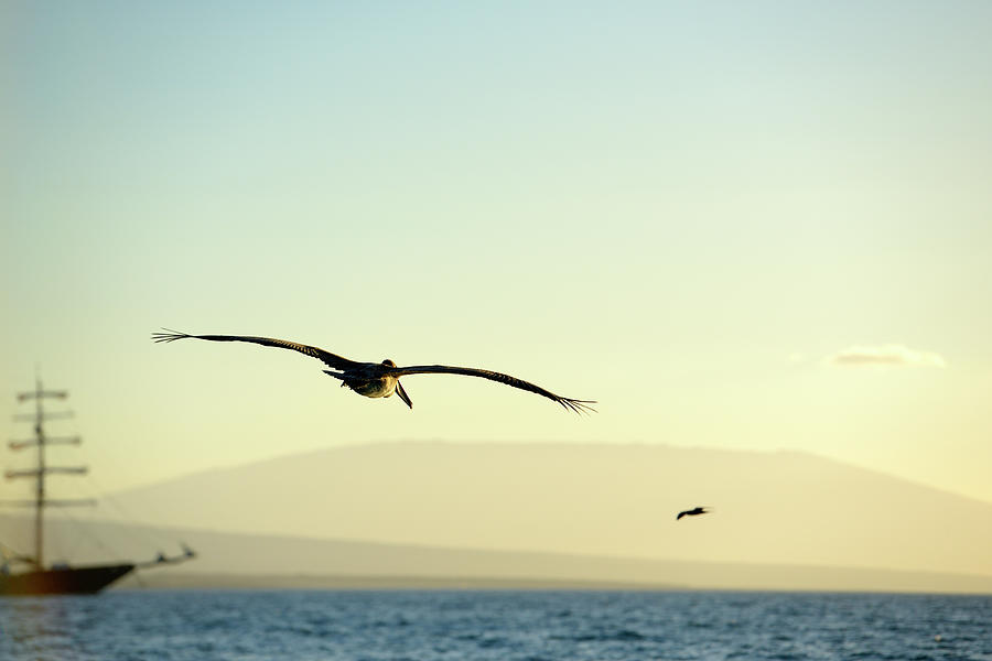 Brown Pelican, Pelecanus occidentalis, Elizabeth Bay, Isabela Island, Galapagos Islands, Ecuador #2 Photograph by Kevin Oke
