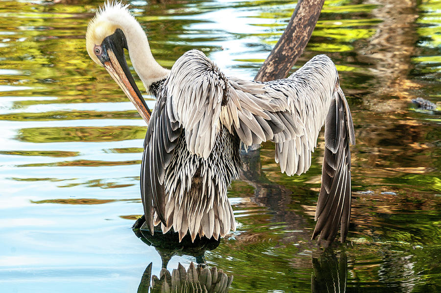 Brown Pelican 3 Photograph by Winston D Munnings