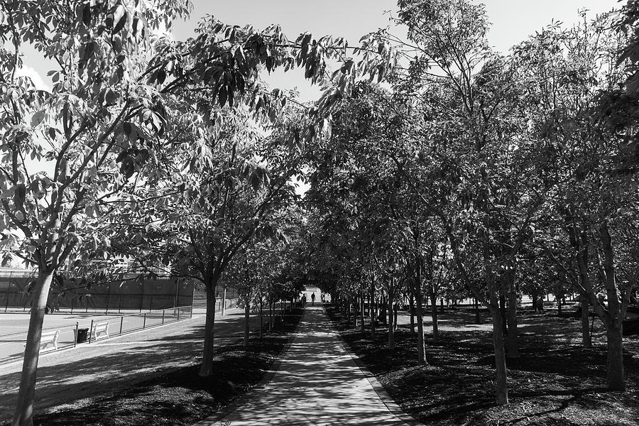Buckeye Grove at Ohio State University in black and white #2 Photograph by Eldon McGraw