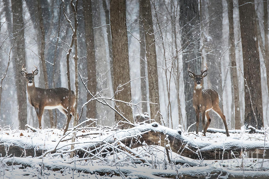 2 Bucks in a Snow Storm Photograph by Sandra Rust