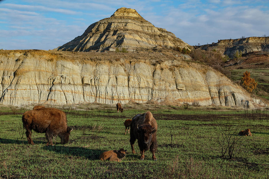 Buffalo at Theodore Roosevelt National Park #3 Photograph by Eldon McGraw