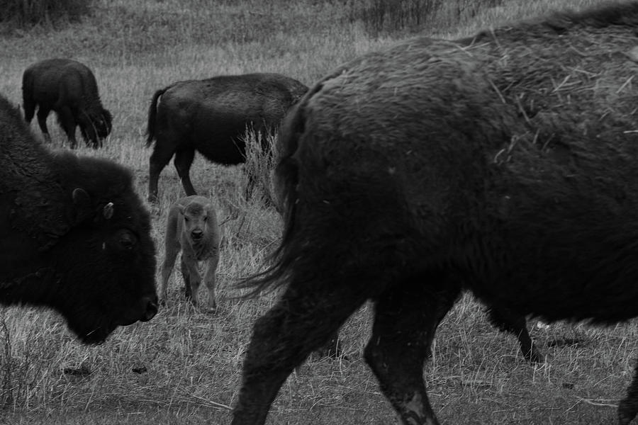 Buffalo calf at Theodore Roosevelt National Park in North Dakota in black and white #2 Photograph by Eldon McGraw
