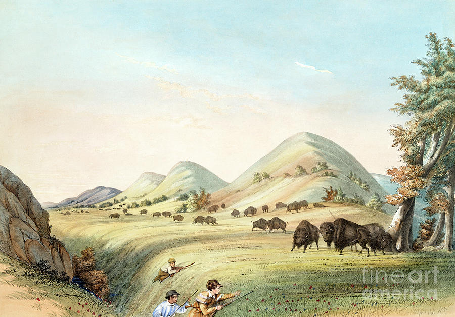 Buffalo Hunt, 1845 #3 Painting by George Catlin