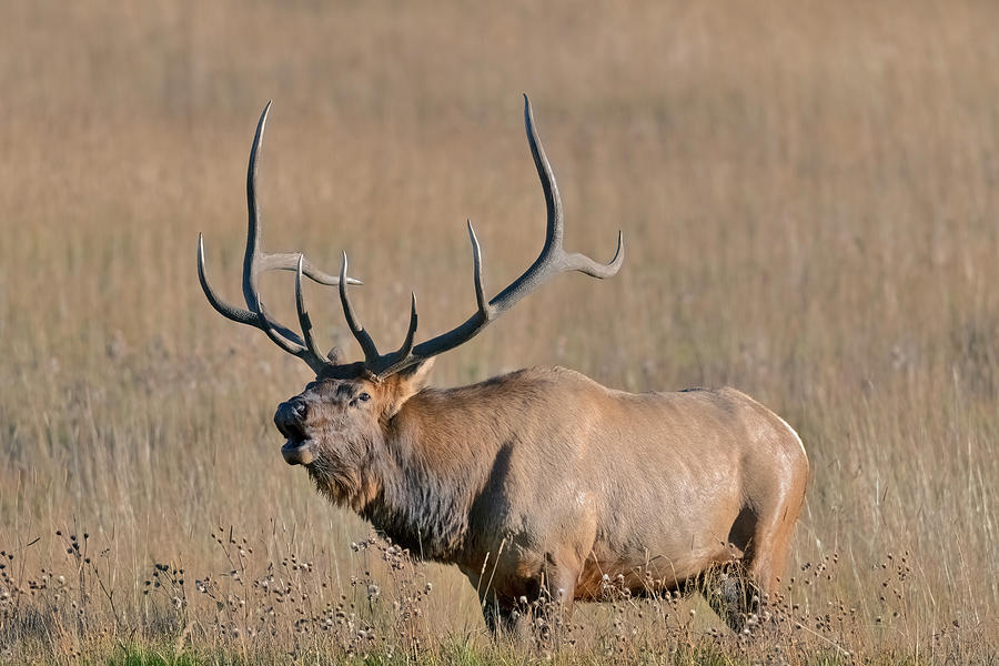 Bugling Bull Elk Photograph by Gary Langley - Fine Art America