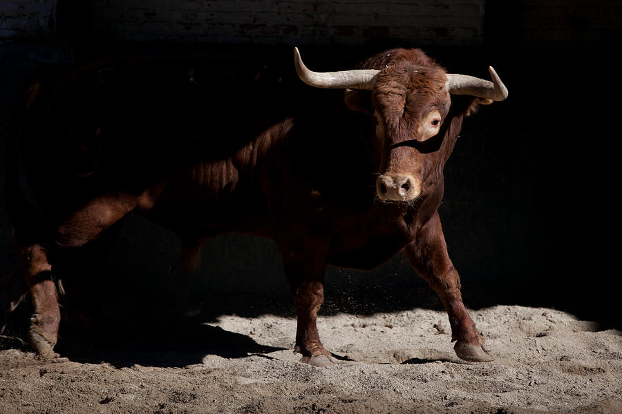 Bull. #2 Photograph by Copyright, Juan Pelegrín.