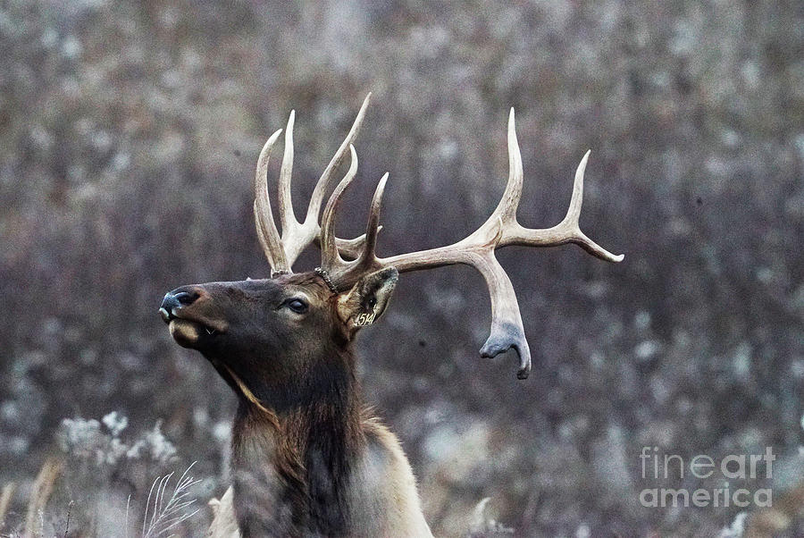 Bull Elk #2 Photograph by Dwight Cook