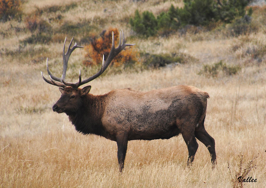 Bull Elk #2 Painting by Vallee Johnson