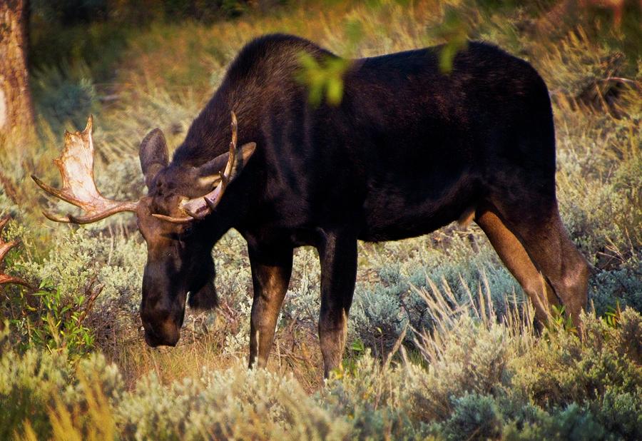 Grand Teton National Park Photograph - Bull #2 by Marty Koch