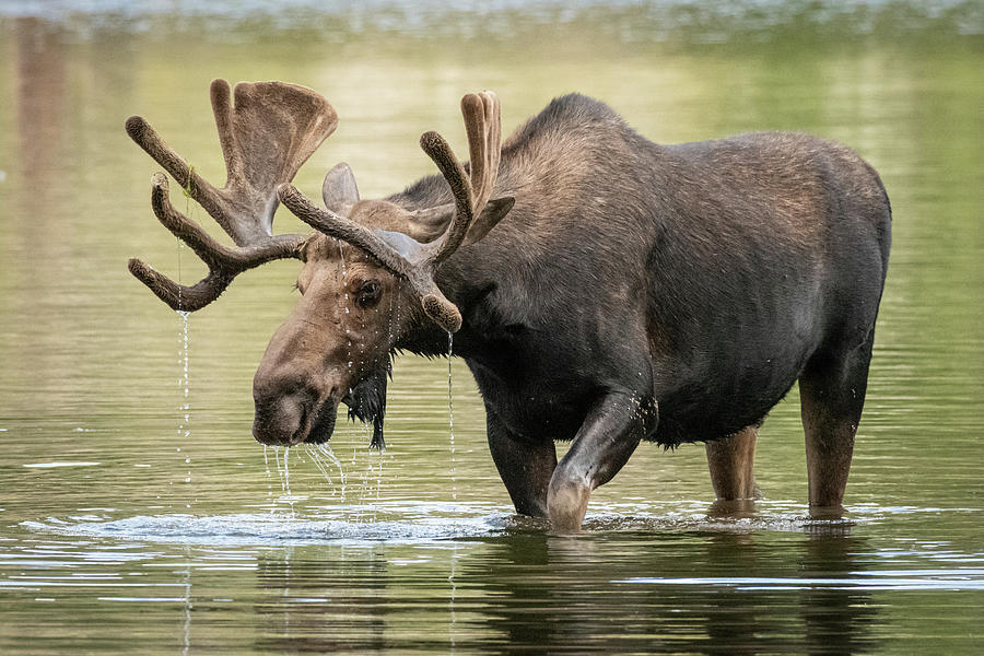 Bull Moose #2 Photograph by Brenda Jacobs