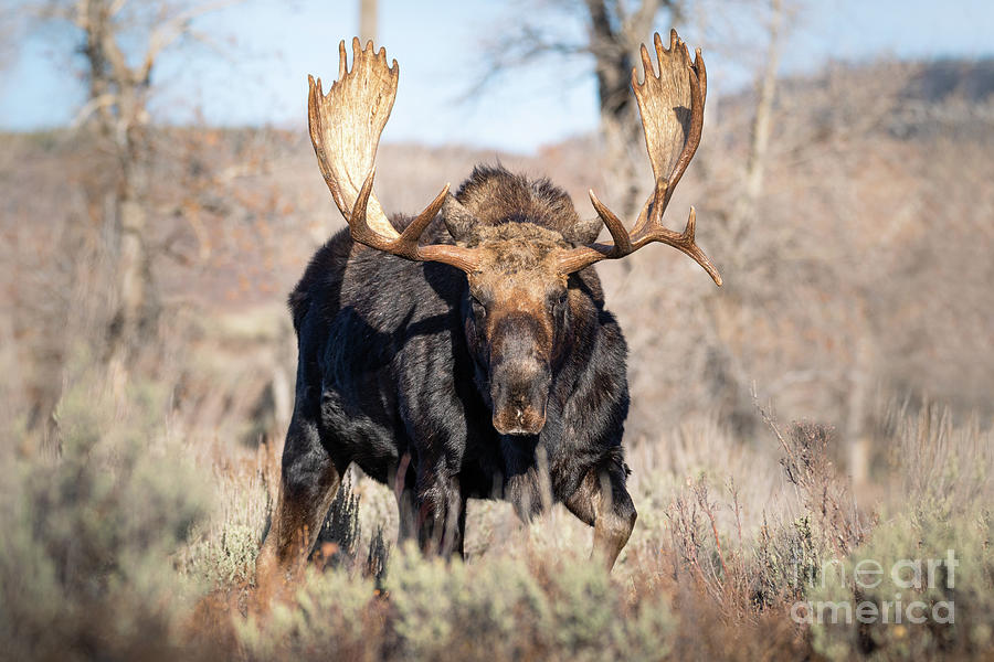 Bull Moose Photograph by Bret Barton