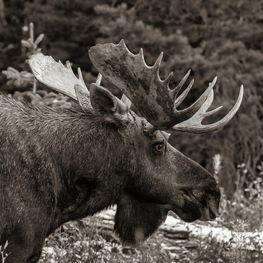 Bull moose, Glacier National Park, Montana, sepia Photograph by Tim ...