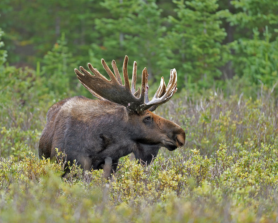 Moose Photograph - Bull Moose in Velvet #2 by Gary Langley