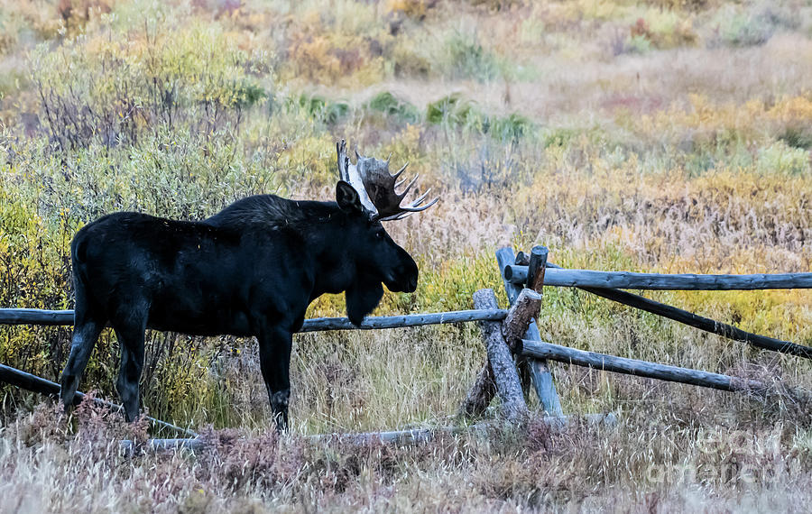 Bull Moose #2 Photograph by Patrick Nowotny