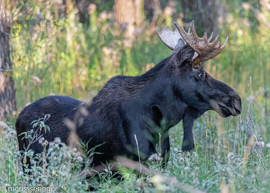 Bull moose, Wilson, WY #2 Photograph by Moris Senegor